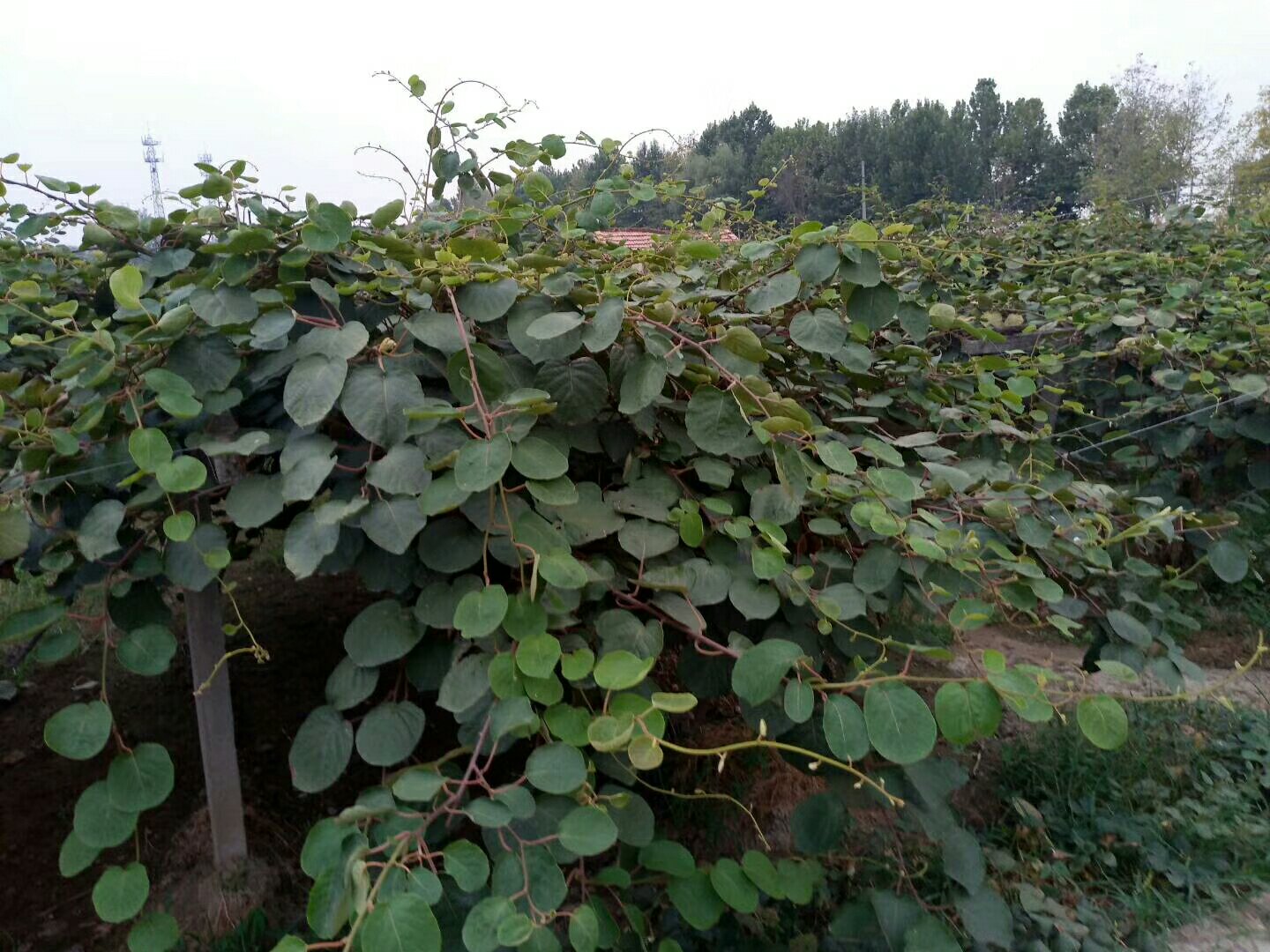 展示标准化种植的海沃德猕猴桃果园,体现藤本植物的生长特性与栽培方式 海沃德猕猴桃果园实景图