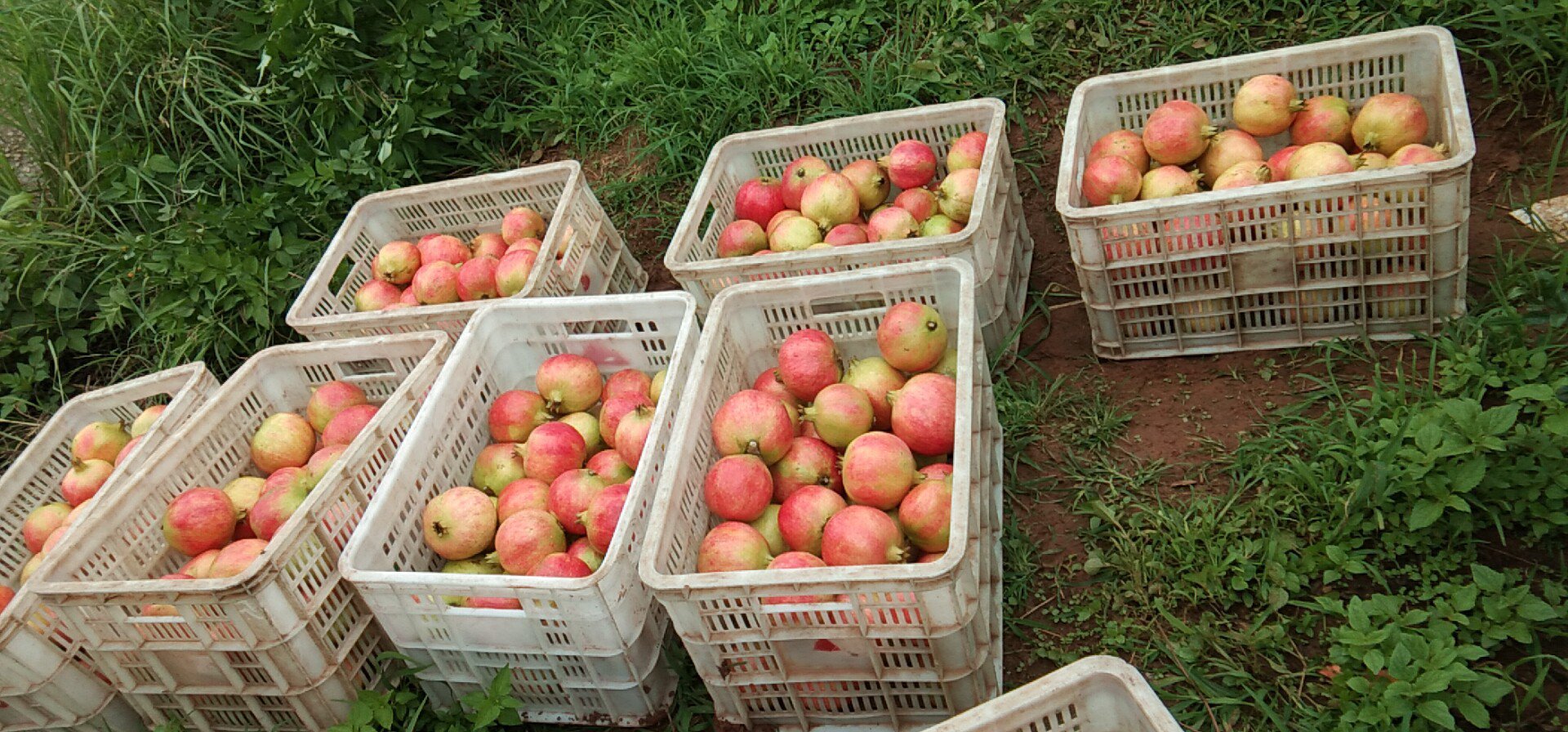 会理村民采摘老石榴