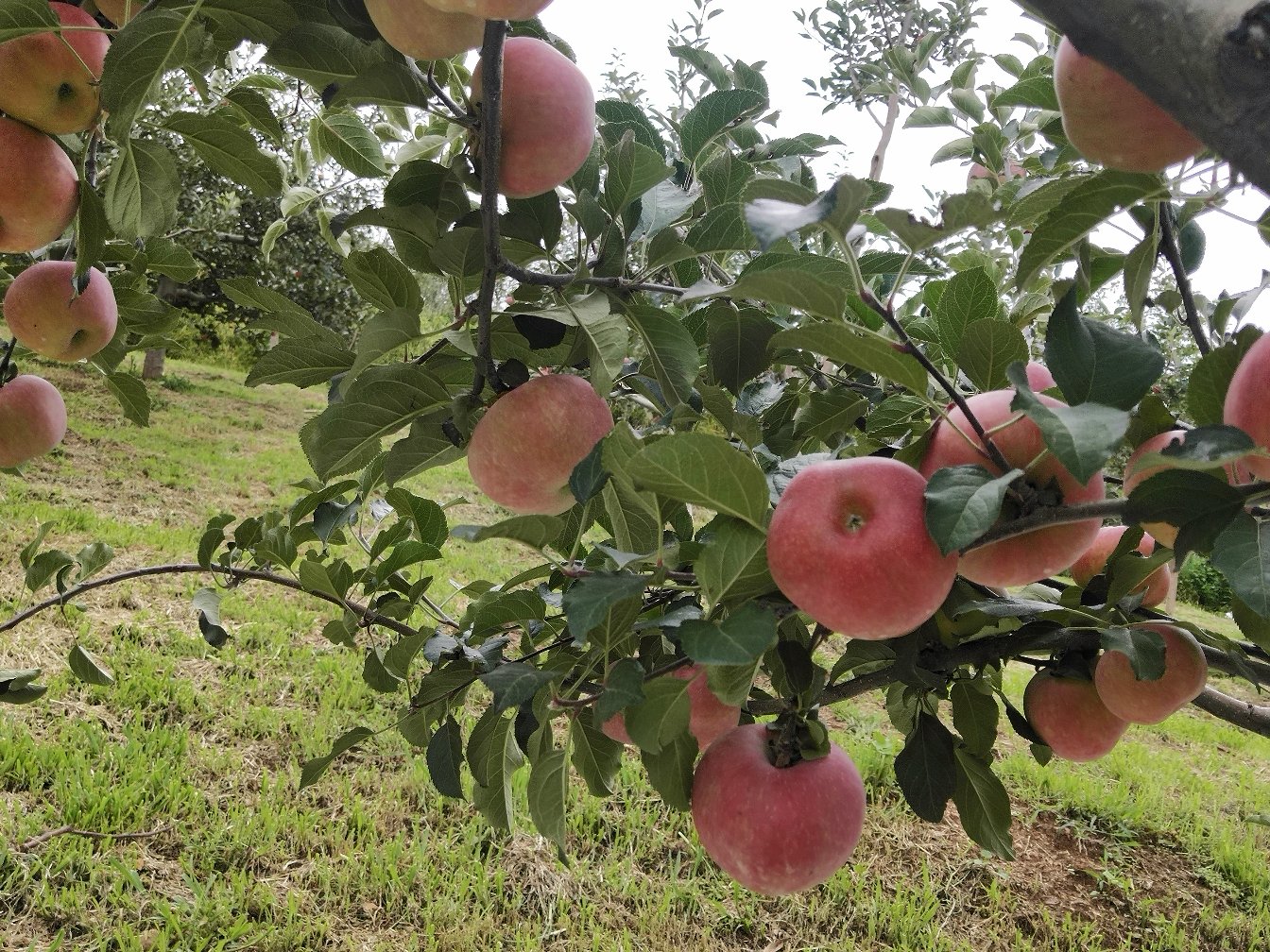 几名身穿工作服的果农在果园中采摘红将军苹果,手中拿着刚摘下的红彤彤的苹果,篮子里堆满了新鲜果实,地面散落着落叶和少量掉落的苹果,阳光透过树叶洒下斑驳光影,展现丰收劳作场景 果园工人正在采摘红将军苹果