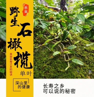 广西新鲜野生石橄榄单叶小果中草药煲汤食材