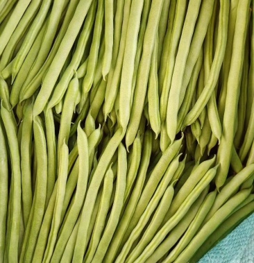 热四季豆精品云南小金豆四季豆基地直发大量现货