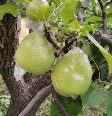 00/斤起批价3000斤产地河北沧州泊头市物流其他;运费待商议规格六两
