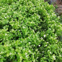 茉莉花大量批发