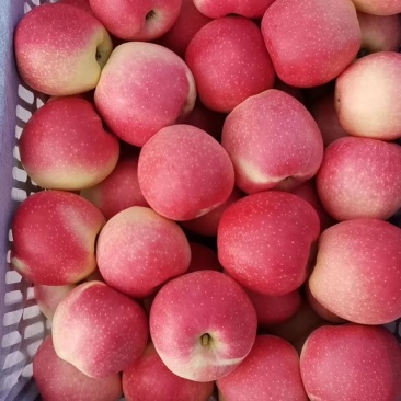 红星苹果 山东红星苹果 颜色好 火热供应基地