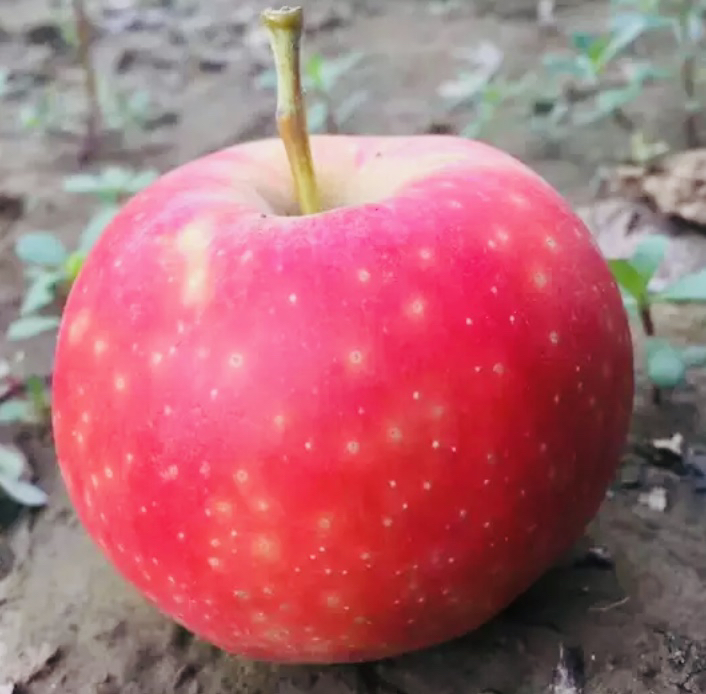 嘎啦苹果的特写镜头,展示其红黄相间的果皮和清脆果肉 嘎啦苹果特写