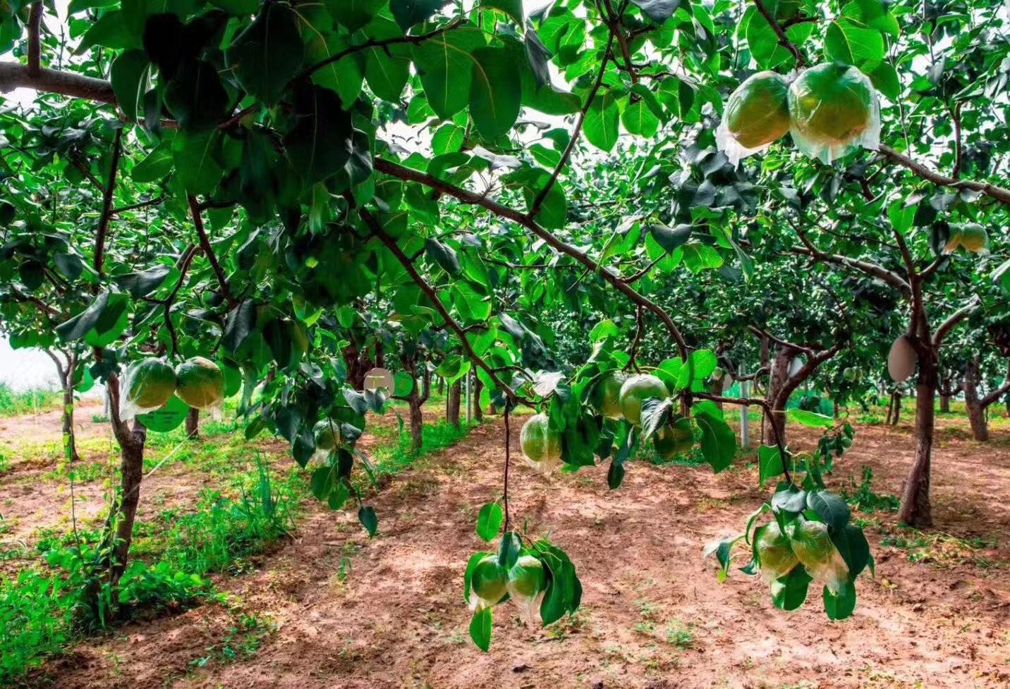 香梨果园航拍图