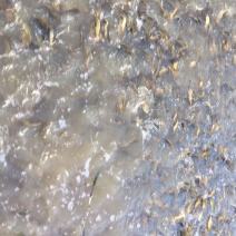 水产