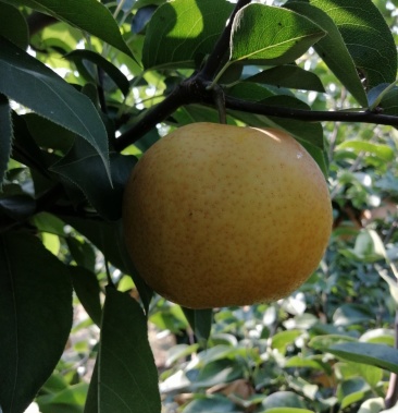 优质晚秋黄梨 万亩梨园基地现摘 一手货源 提供代办服务!