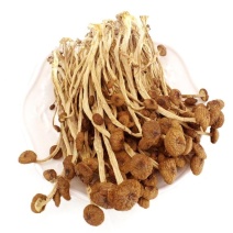 茶树菇特价干茶树菇清仓出库存包邮不开伞
