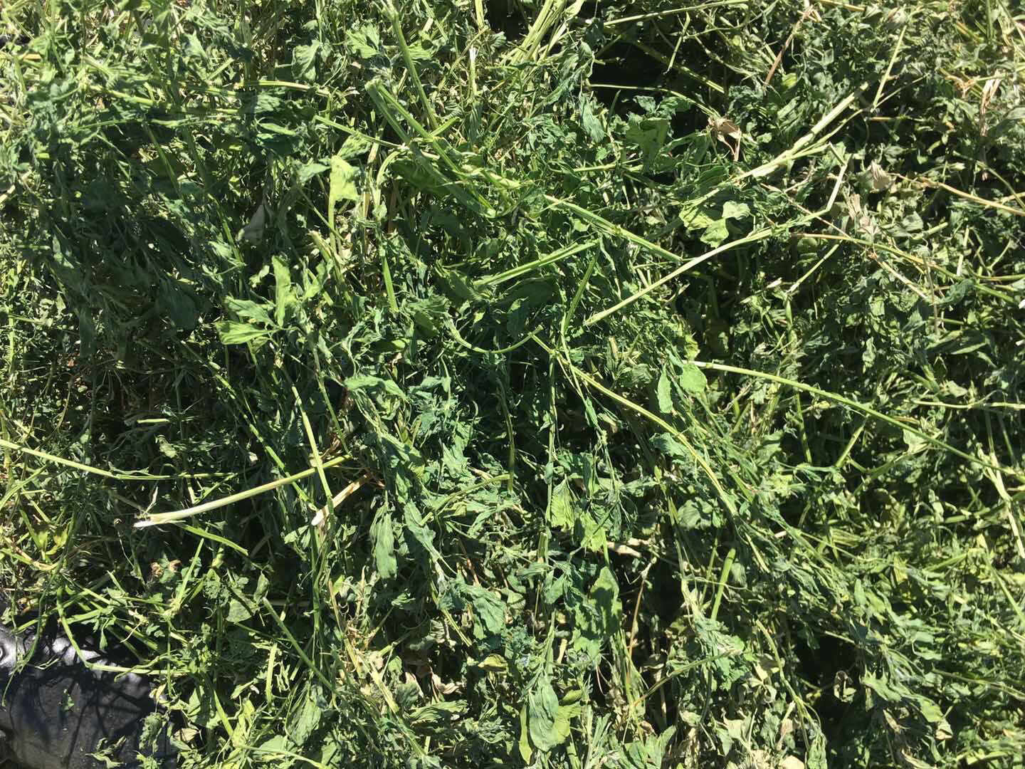 新西兰广袤的天然草场与白条羊养殖基地