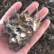 澳洲淡水龙虾苗