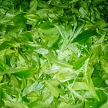 布朗山山头纯料纯手工炒作生茶。