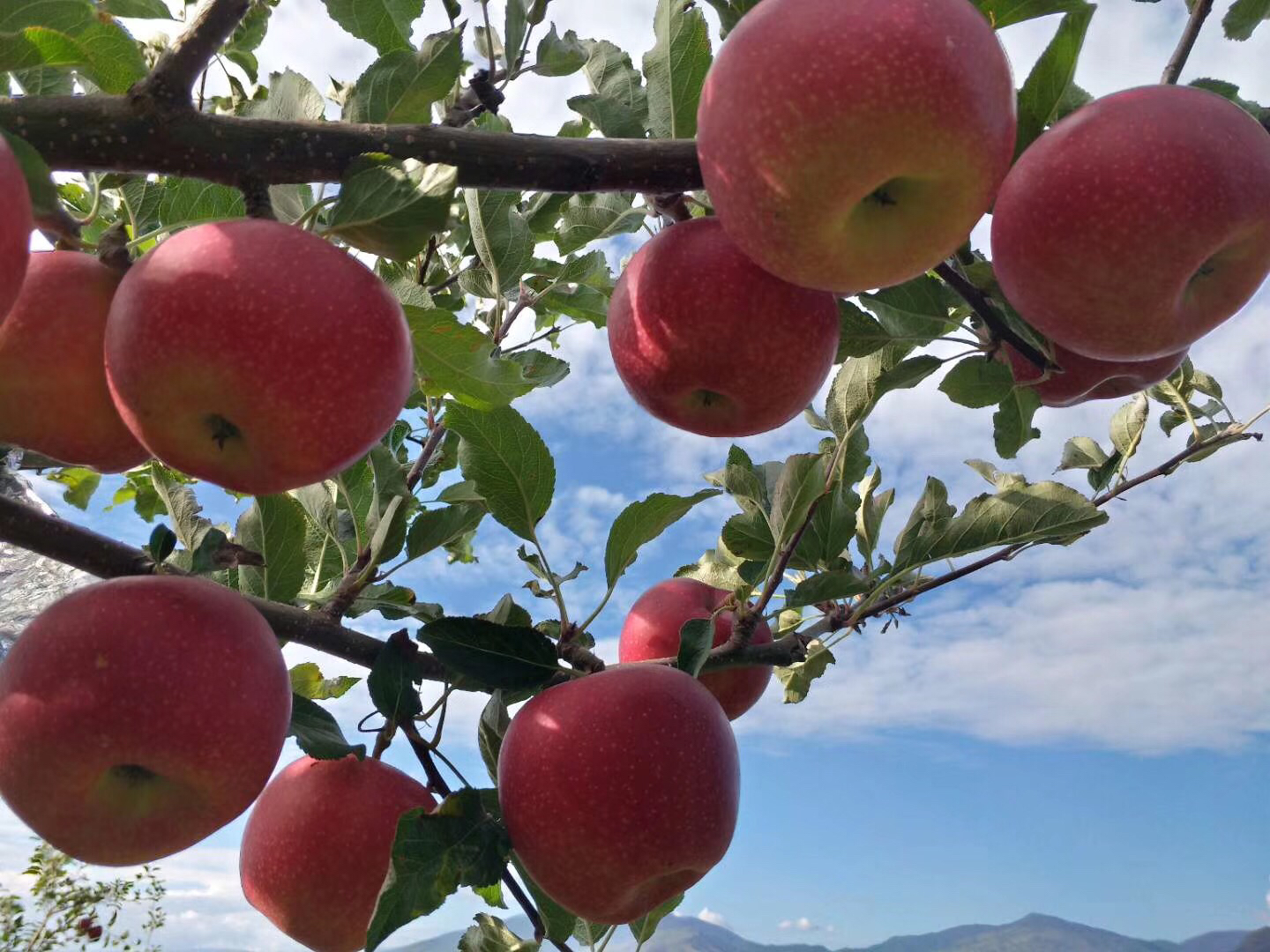 红将军苹果果园全景图