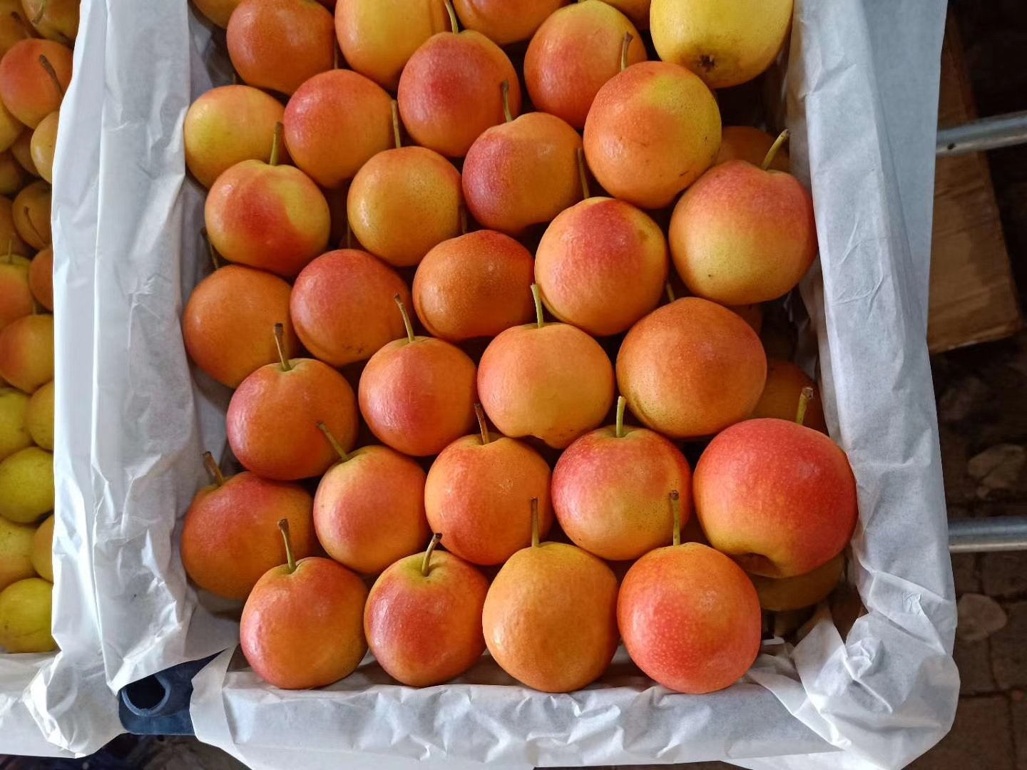 南果梨文化节现场,人们围在展台前品尝新鲜南果梨,背景是大型宣传展板和热闹的文艺表演 南果梨文化节活动现场