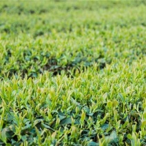 贵州高原绿茶毛峰茶清明茶干净放心的茶