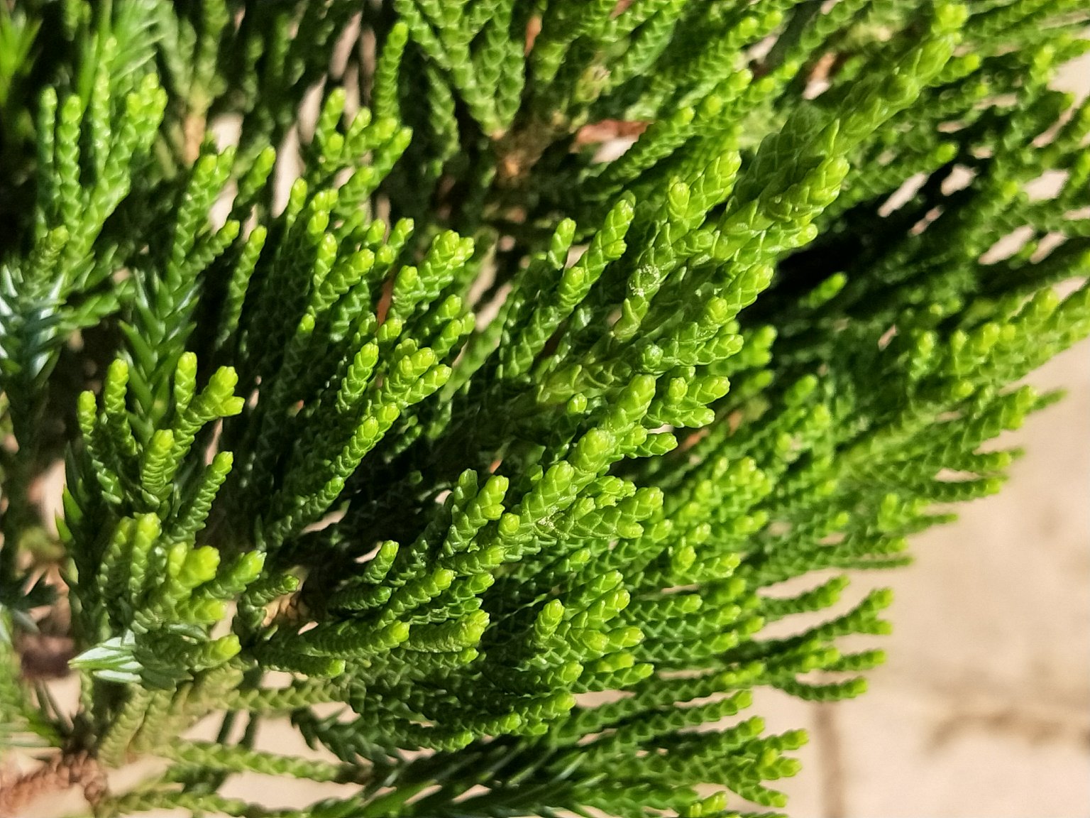 龙柏特写叶片