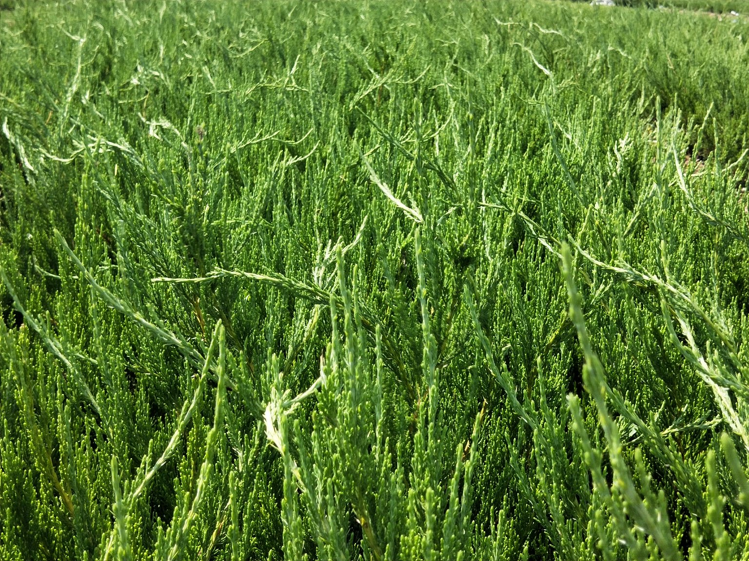 龙柏的自然生长形态
