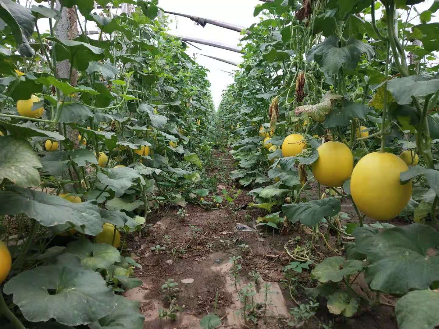 伊丽莎白甜瓜叶片喷施增甜素现场图