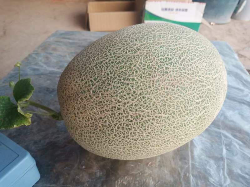 哈密瓜表面清晰的网状纹理特写