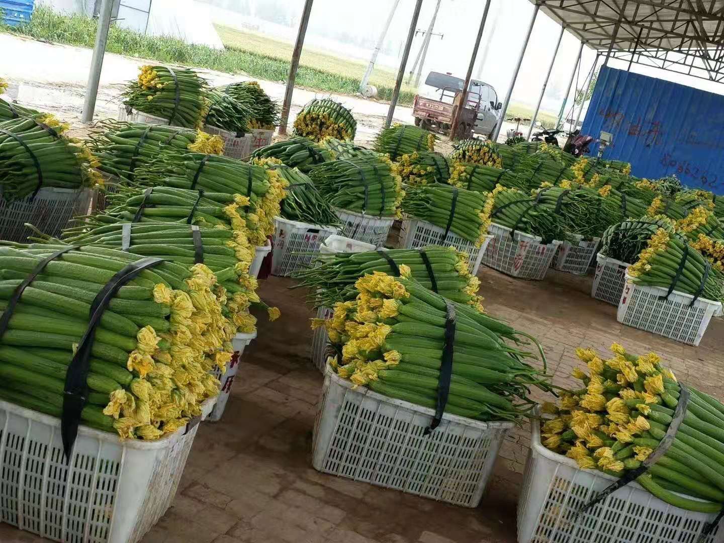 白花丝瓜摆放在市场上,旁边摆放着包装好的丝瓜络和速冻丝瓜产品 白花丝瓜产品展示图
