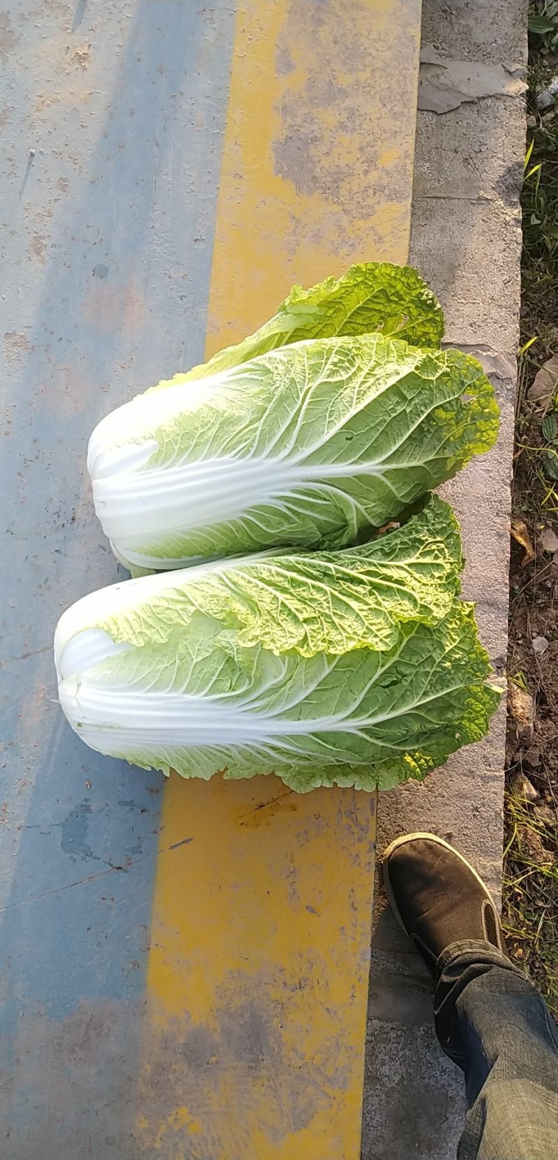 精品玲珑黄  叶菜类高山 旱地黄芯大白菜