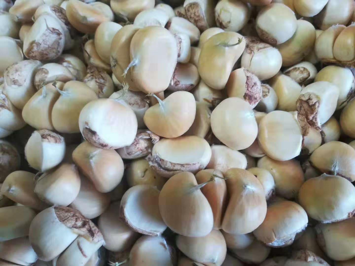 展示油栗仁在多种食谱中的应用,如粥、甜点和炖汤,体现其多样性和美味 油栗仁食谱示意图