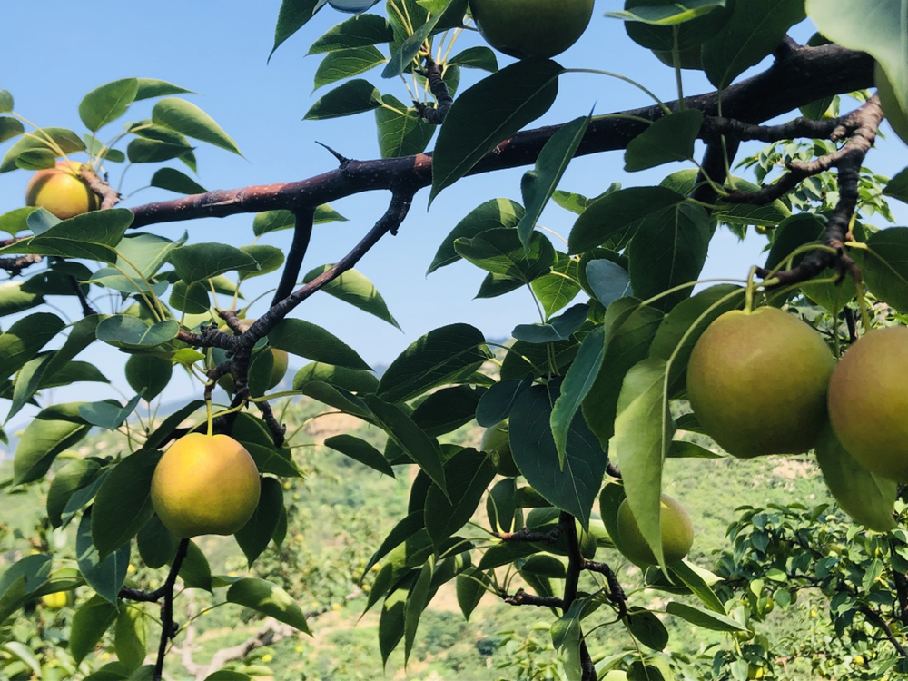 南果梨果园实景