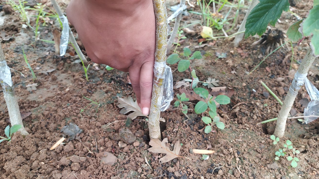 沙棘山楂果酱制作图