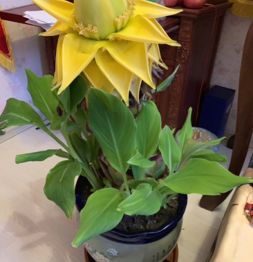 鲜花地涌金莲盆栽批发零售