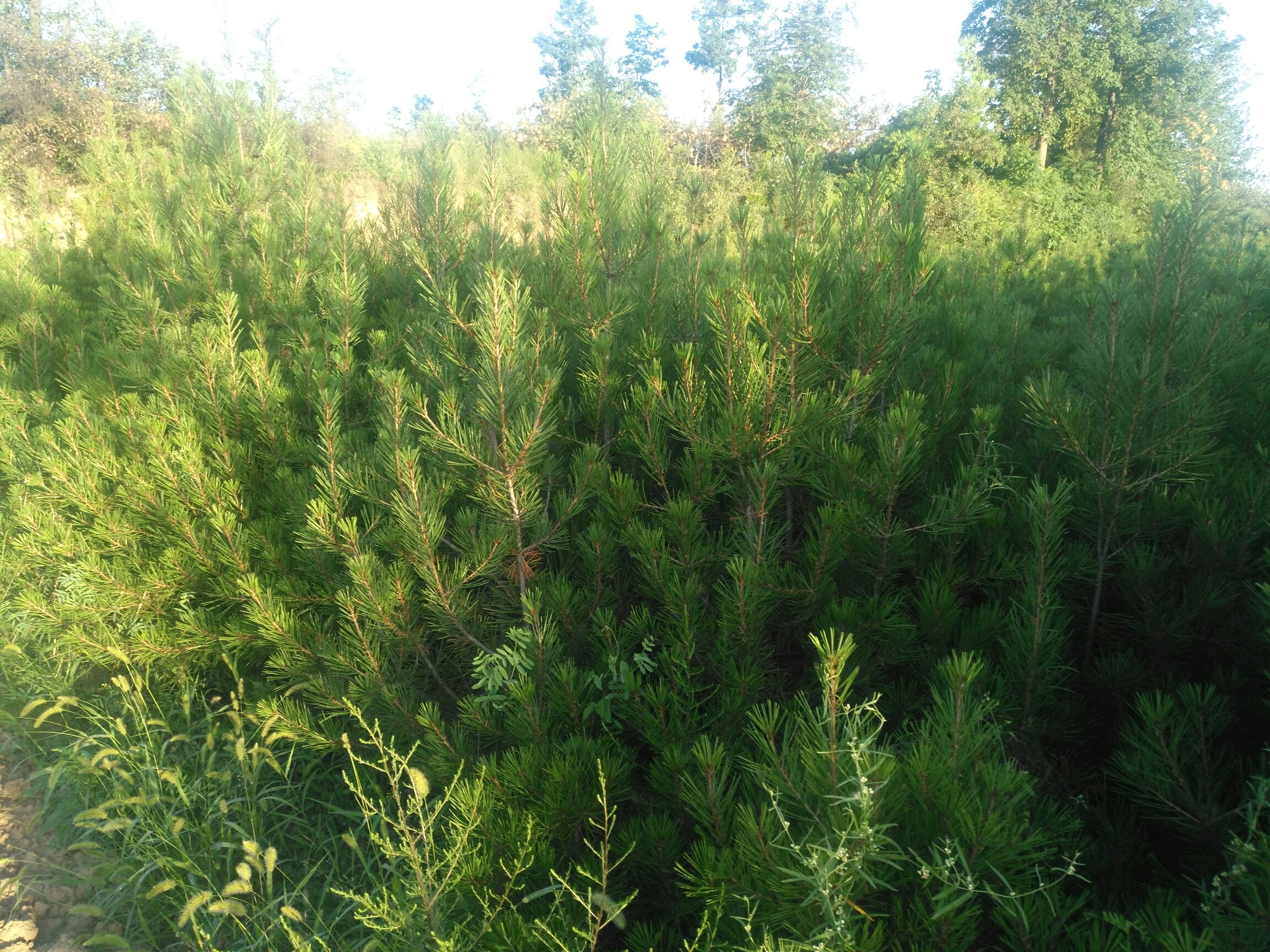 儿童在老师带领下观察白皮松落叶标本