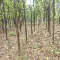 秋树梓树大量供应关系实地考察