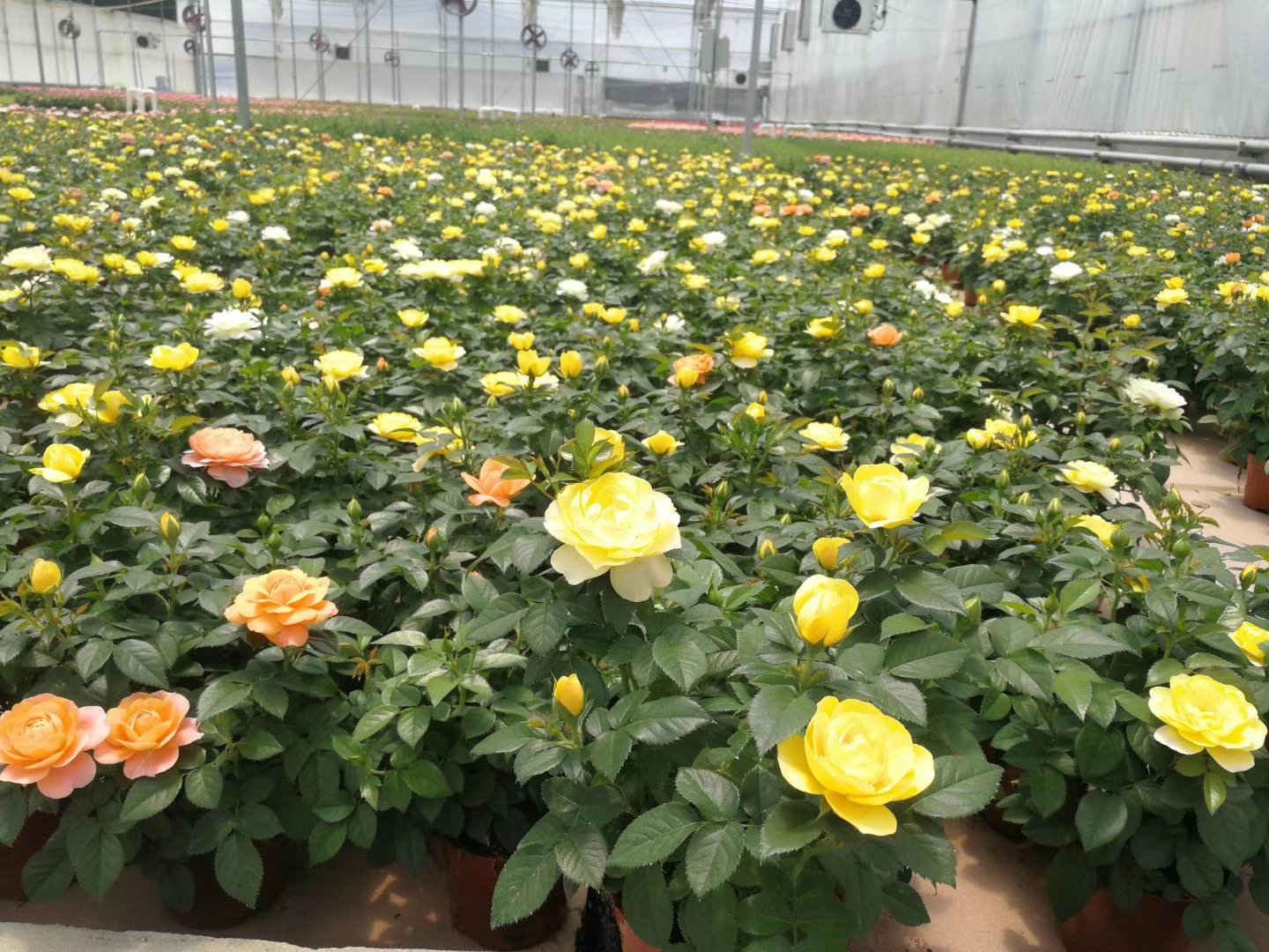 一片广阔的四季玫瑰种植基地,整齐的田垄上盛开着粉红色和深红色的四季玫瑰花朵,阳光照射下花瓣晶莹,远处可见灌溉系统和管理用房,无人机航拍视角展示基地整体布局 四季玫瑰盛开的规模化种植基地航拍图