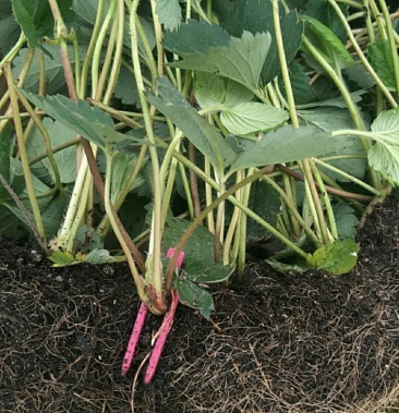 [红颜草莓苗批发]草莓基质槽苗价格1.10元/棵 - 一亩田