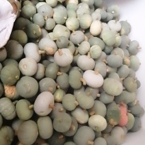 新疆银栗南瓜