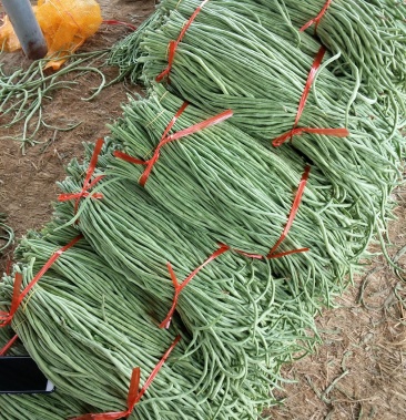 [豆角批发]长豆角好货价格2.50元/斤 - 一亩田