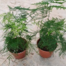 文竹盆栽室内观叶花卉绿植净化空气可水培美观