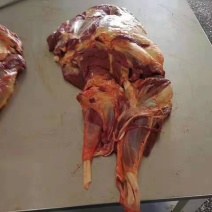 马肉
