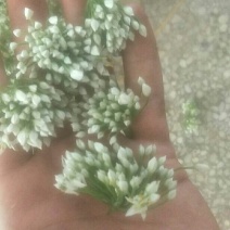 精品韭花
