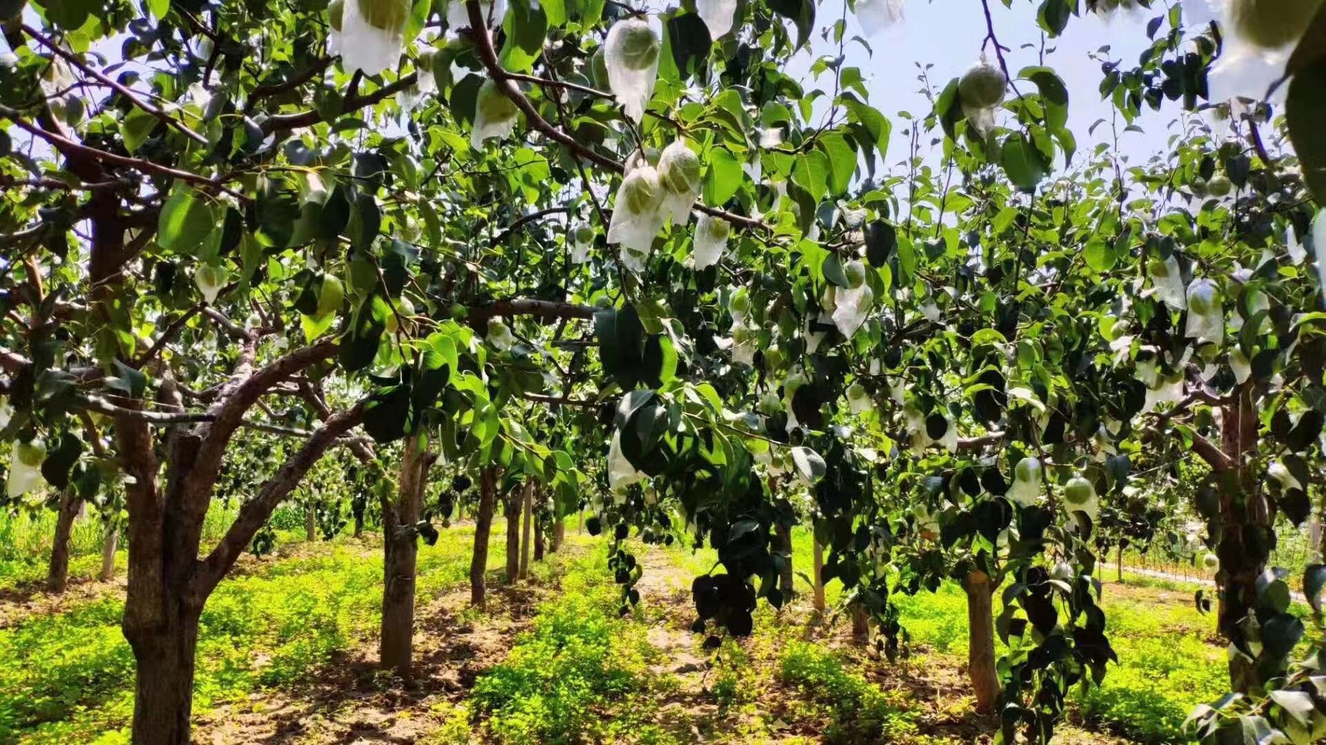 一片绿意盎然的梨园,成排的梨树整齐排列,枝头挂满青中透黄的玉露香梨,阳光透过树叶洒在果实上,展现出丰收的景象。地面覆盖着浅草,远处有果农正在采摘,体现生态种植环境 玉露香梨果园全景图
