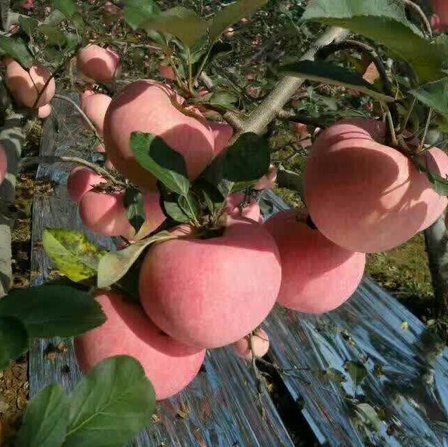 红将军苹果与红蛇果对比图