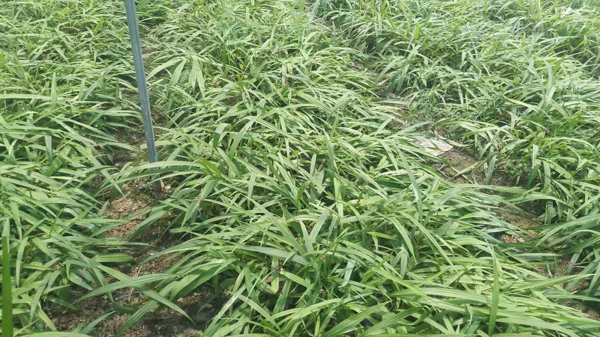 白芷种植经济效益对比图