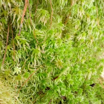 水苔