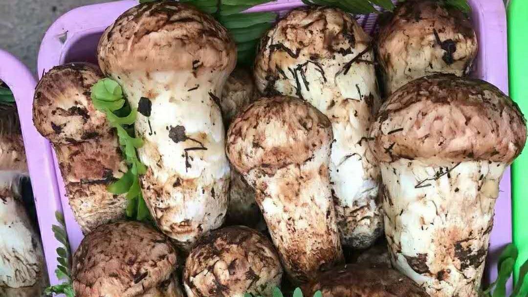 色彩鲜艳的松茸牛油果沙拉,清新自然,健康美味 松茸牛油果沙拉摆盘图