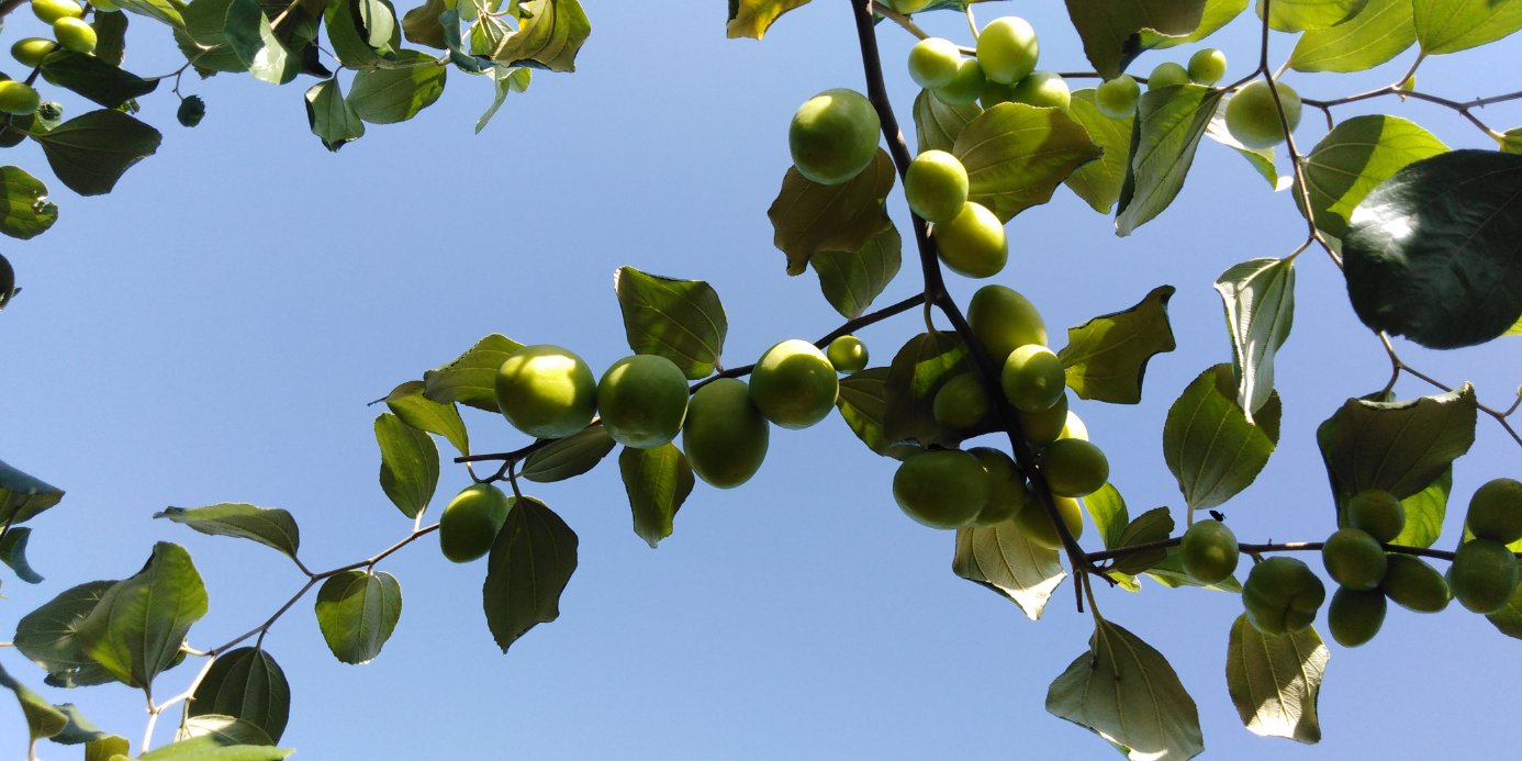 高清微距摄影:一颗带果蒂的成熟青枣特写,表皮青翠饱满,覆盖薄层天然果粉,置于手工竹篮内,背景为虚化绿叶与柔光,突出果实新鲜度与自然农法气息 青枣特写:一颗完整带蒂的新鲜青枣置于竹编小篮中,果皮青绿光洁,表面有细微白霜,背景为柔和虚化的果园绿叶,晨光斜洒,呈现清新自然的田园质感