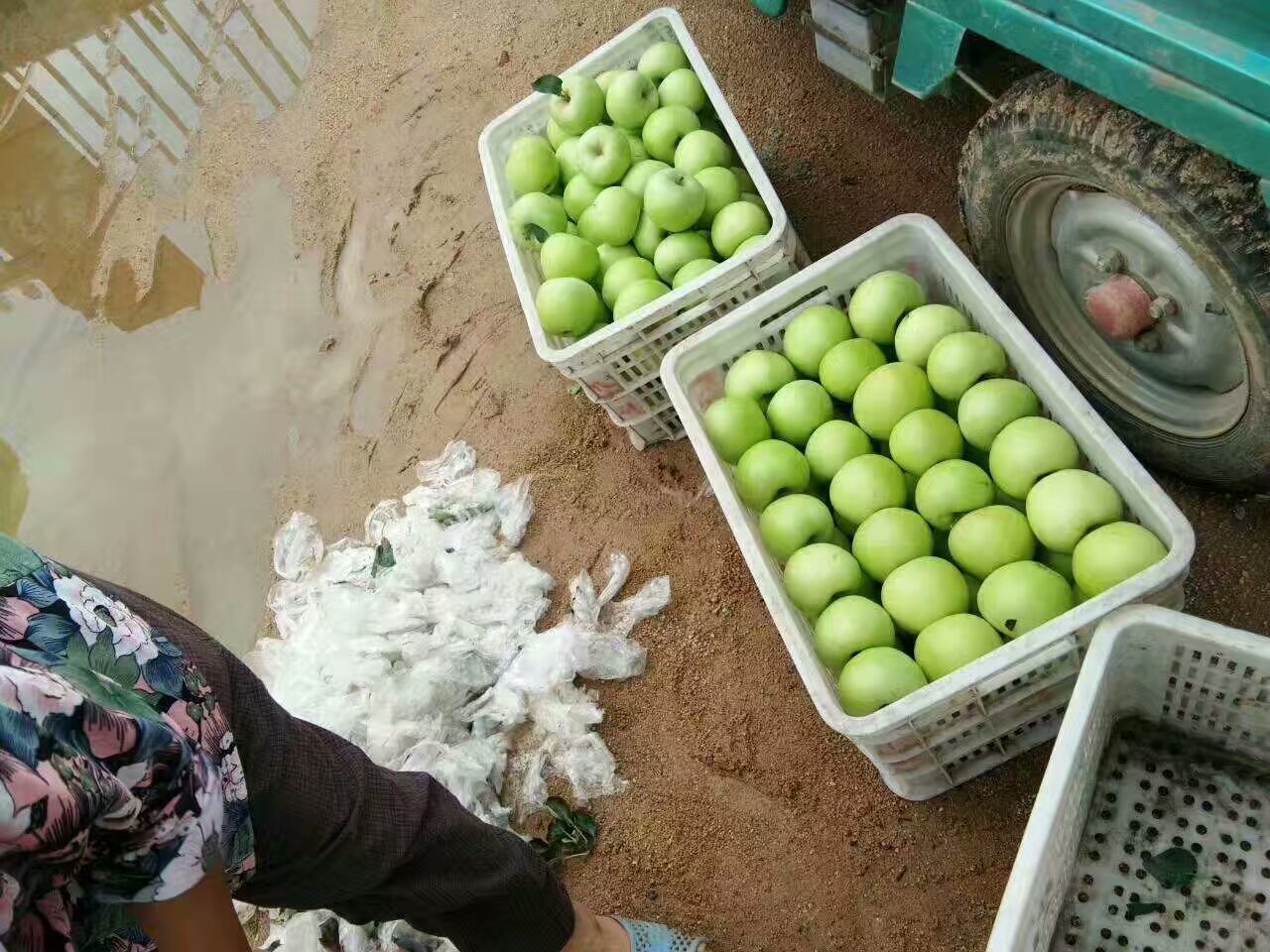 泾川县黄土高原苹果园航拍图