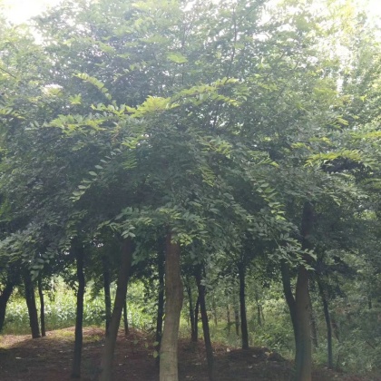 桂林小叶朴树产地行情