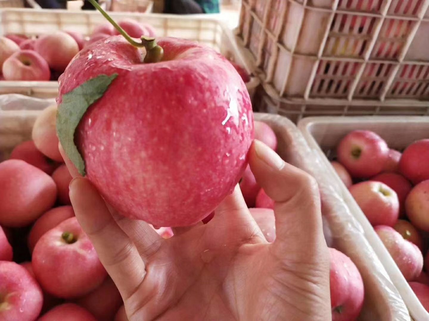 嘎啦苹果与普通手掌对比图