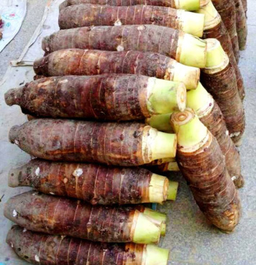 免费试吃,包邮广东韶关乐昌超粉顶级炮弹芋头