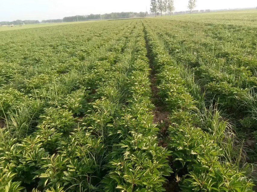 图示内容为一块典型的白芍种植地块,左侧为未除草区域,杂草丛生,包括马唐、藜、苋菜等多种常见杂草;右侧为管理良好区域,植株健壮,地面裸露整洁。中间用箭头标注主要杂草种类名称及其生长位置。背景为中国北方典型平原地貌,远处有农户正在喷洒作业。 白芍田间杂草分布示意图