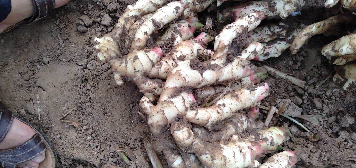 怀姜种植地与新鲜子姜特写
